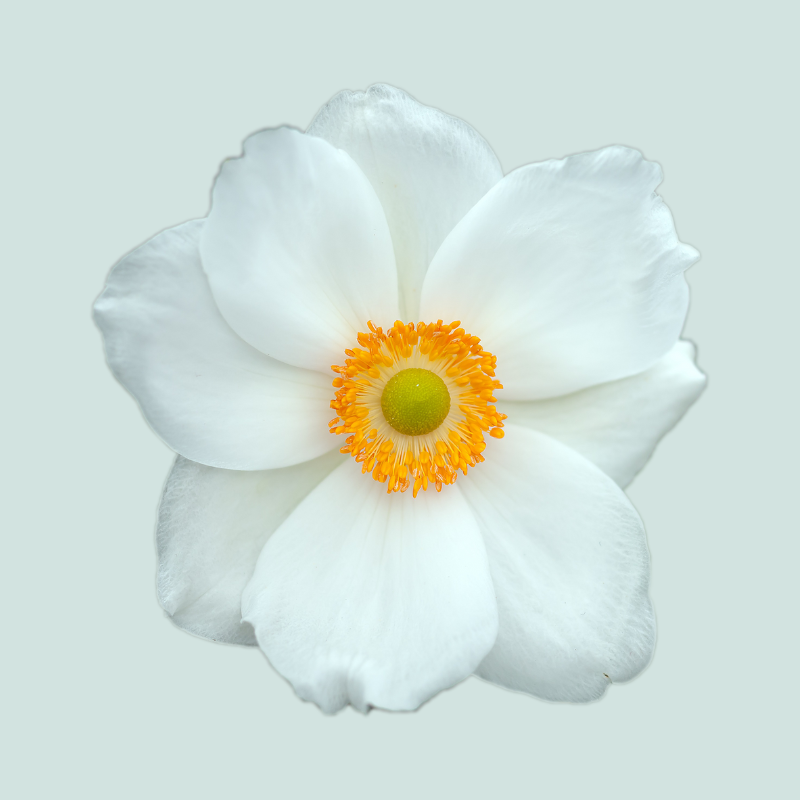An image of single white flower.
